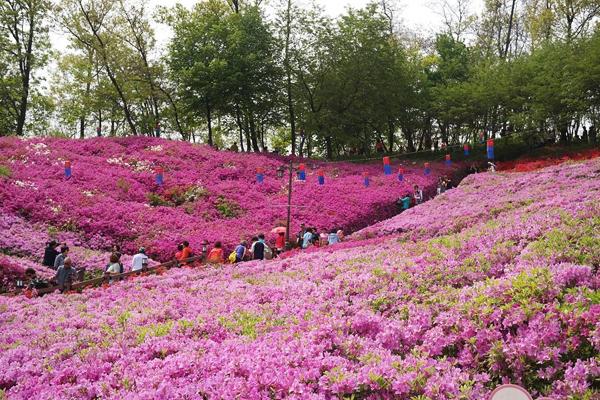 韓國浪漫春季 話你知迎春花、杜鵑花開花期